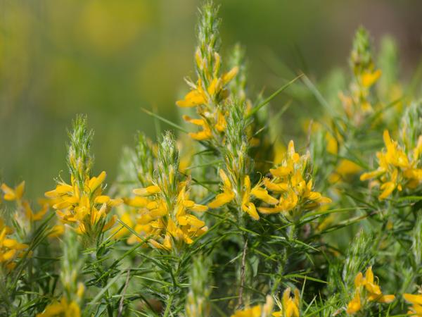 <h3><a href="/trips/extramadura/biota/plantae/tracheophyta/magnoliopsida/fabales/fabaceae/genista hirsuta/genista hirsuta-nl.html">Genista&nbsp;hirsuta</a> / Hairy&nbsp;broom / Gewone&nbsp;brem</h3>OM-1 Mark II met OLYMPUS M.150-400mm F4.5, 1/2000 sec  bij F4.5, ISO 320, afstand 3.34&nbsp;m